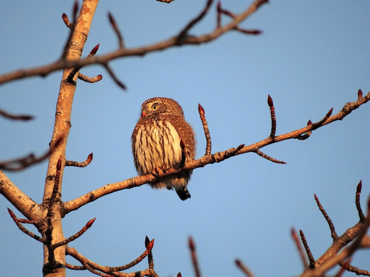 Northern Pygmy-Owl - Mike Russum