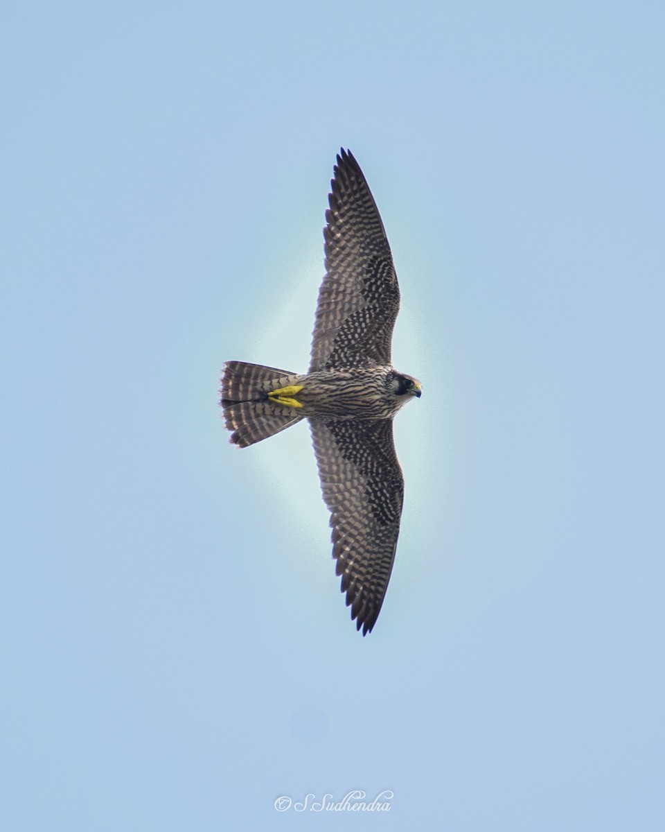 Peregrine Falcon - Sudhendra Sonawane