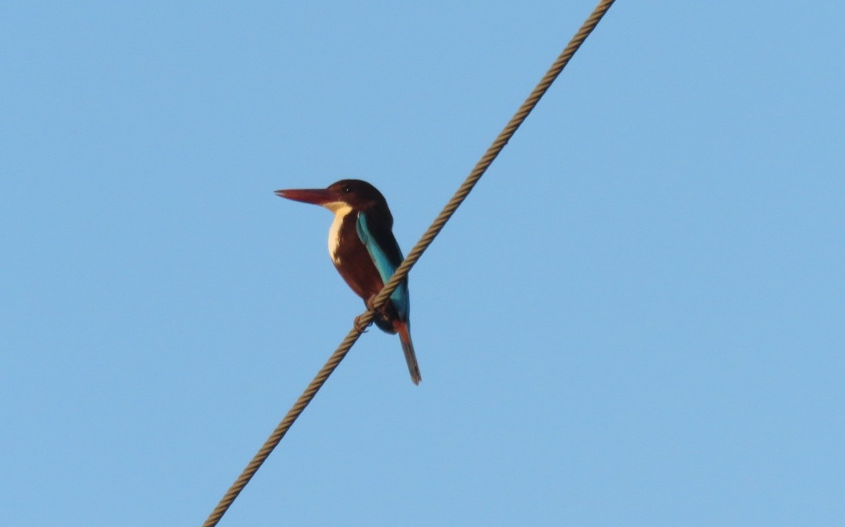 White-throated Kingfisher - ML187458691