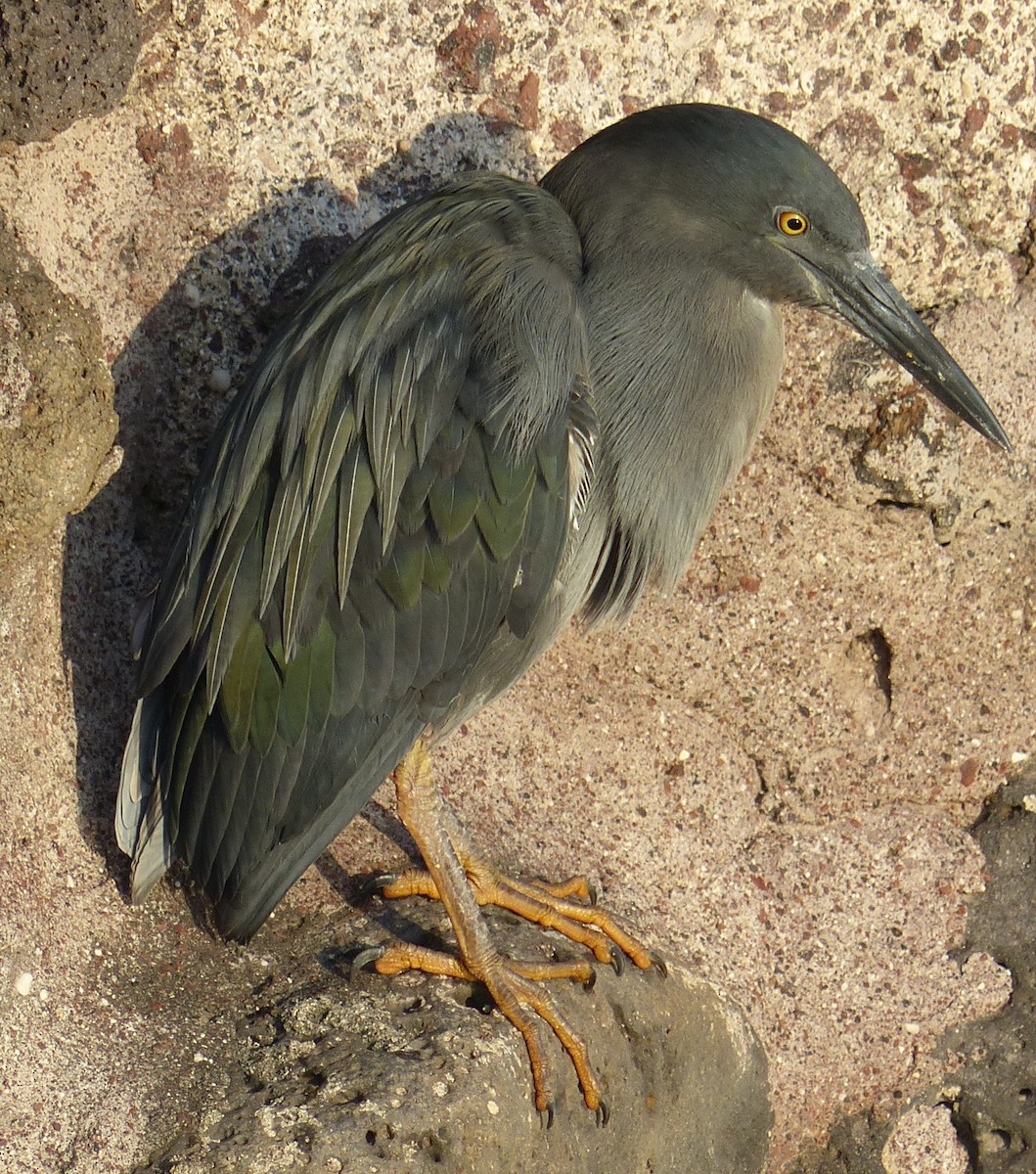 Striated Heron (Galapagos) - ML187458991