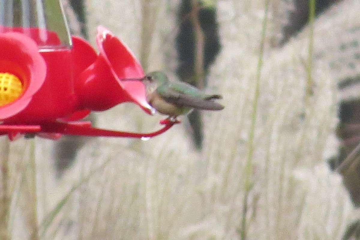 Calliope Hummingbird - ML187459081