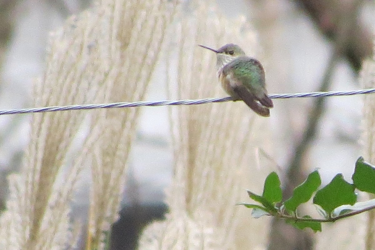 Calliope Hummingbird - ML187459091