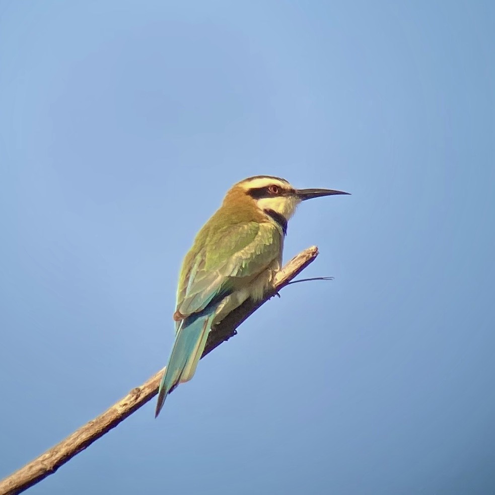 White-throated Bee-eater - Anne Sammis & Eric Gropp