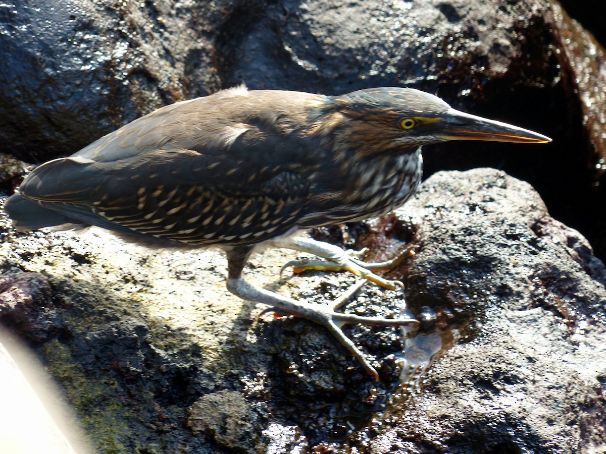 Striated Heron (Galapagos) - ML187461731