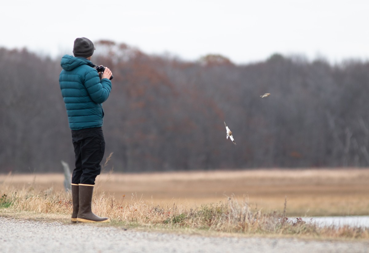 Snow Bunting - Doug Hitchcox