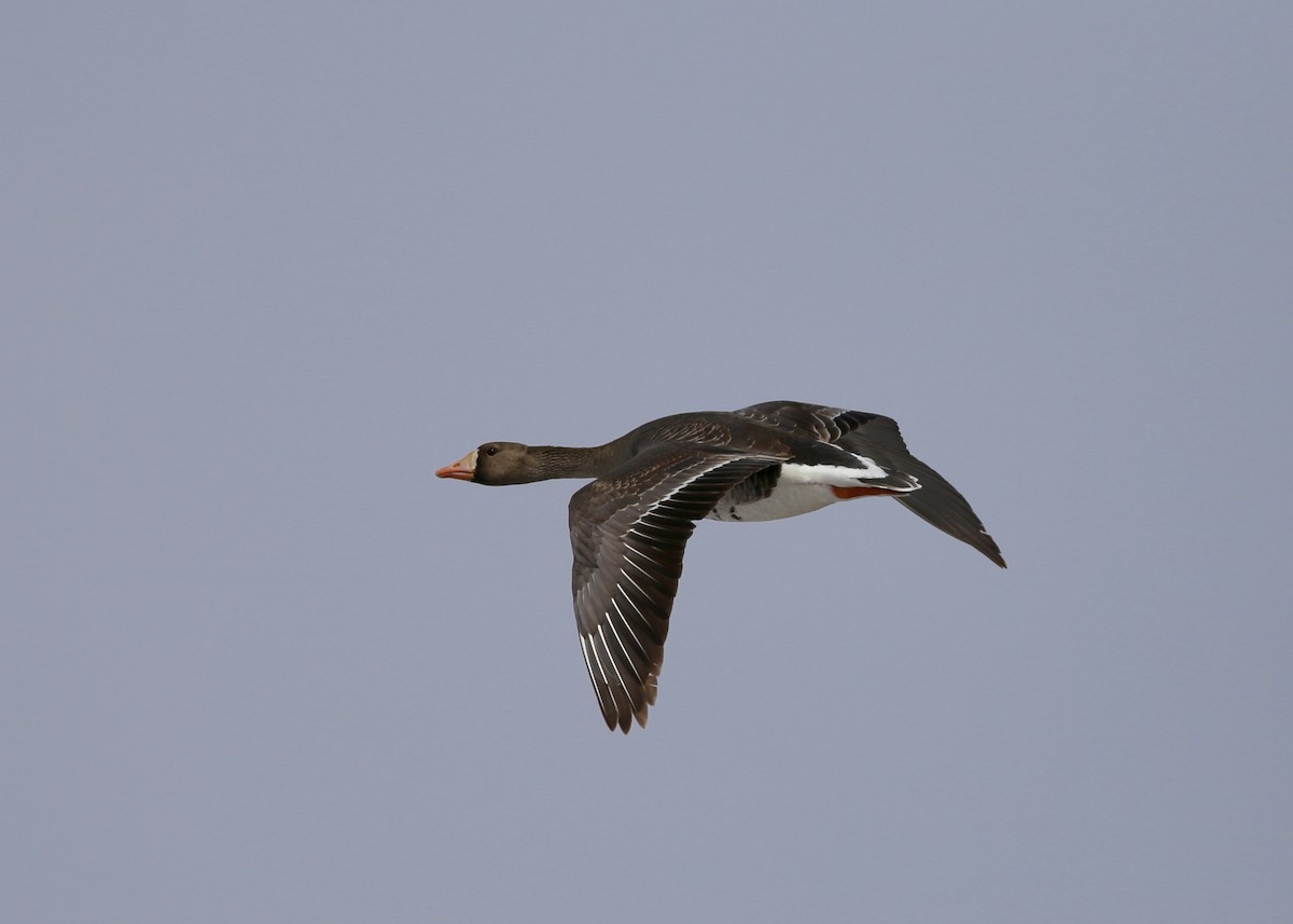 Greater White-fronted Goose (Western) - ML187472291