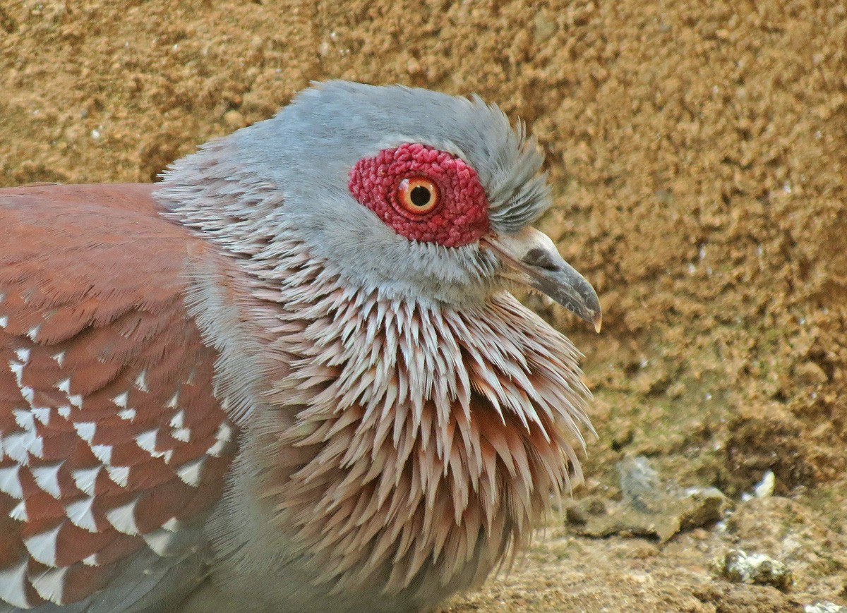 Speckled Pigeon - Rei Segali