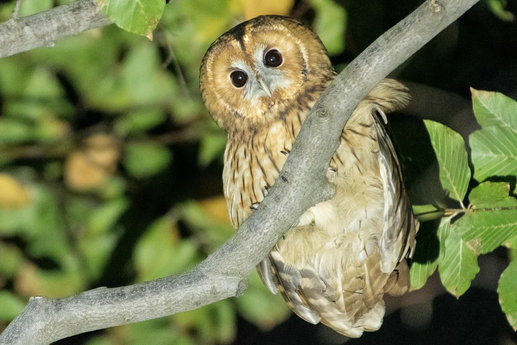 Tawny Owl - Omer Toy