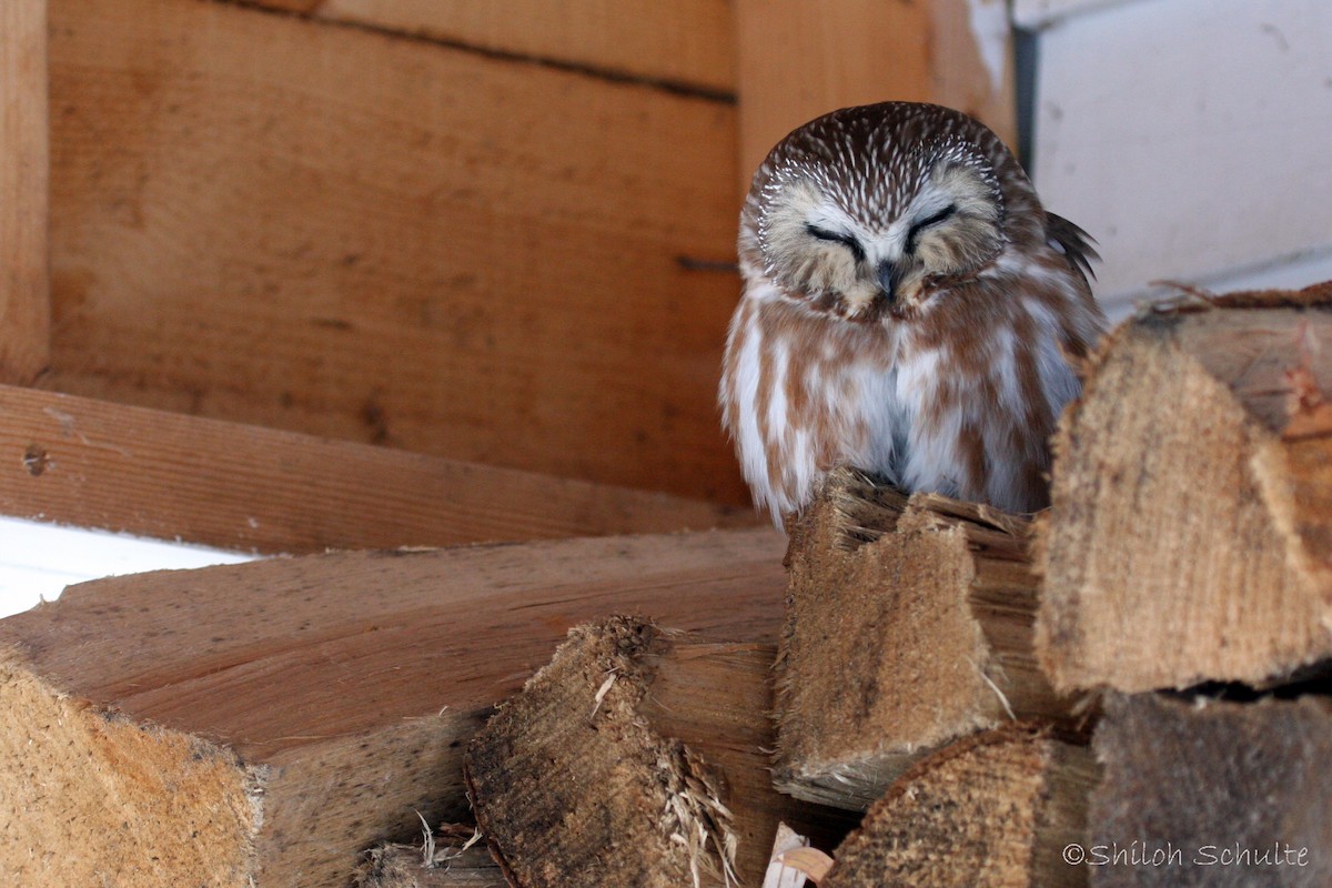 Northern Saw-whet Owl - Shiloh Schulte