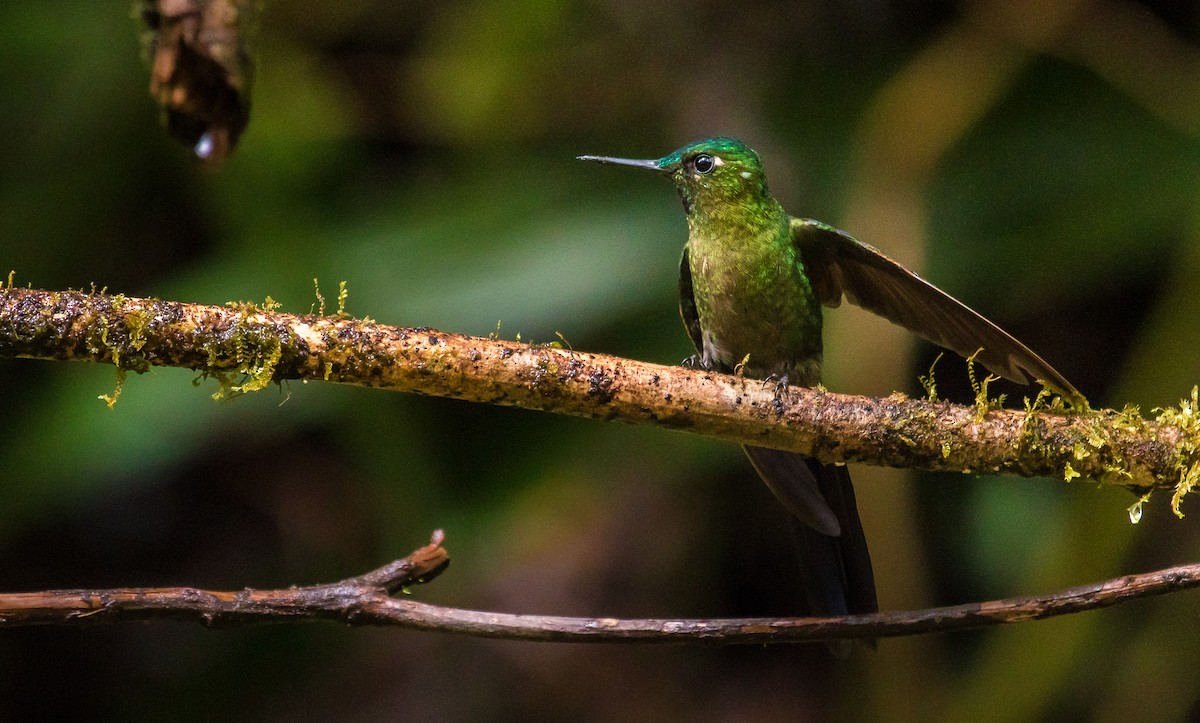 Violet-tailed Sylph - ML187478991