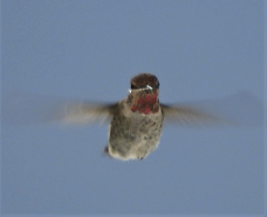 Anna's Hummingbird - ML187479871