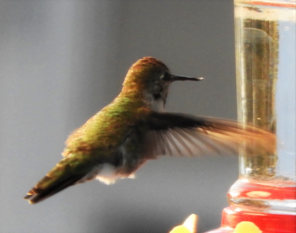 Anna's Hummingbird - ML187479881