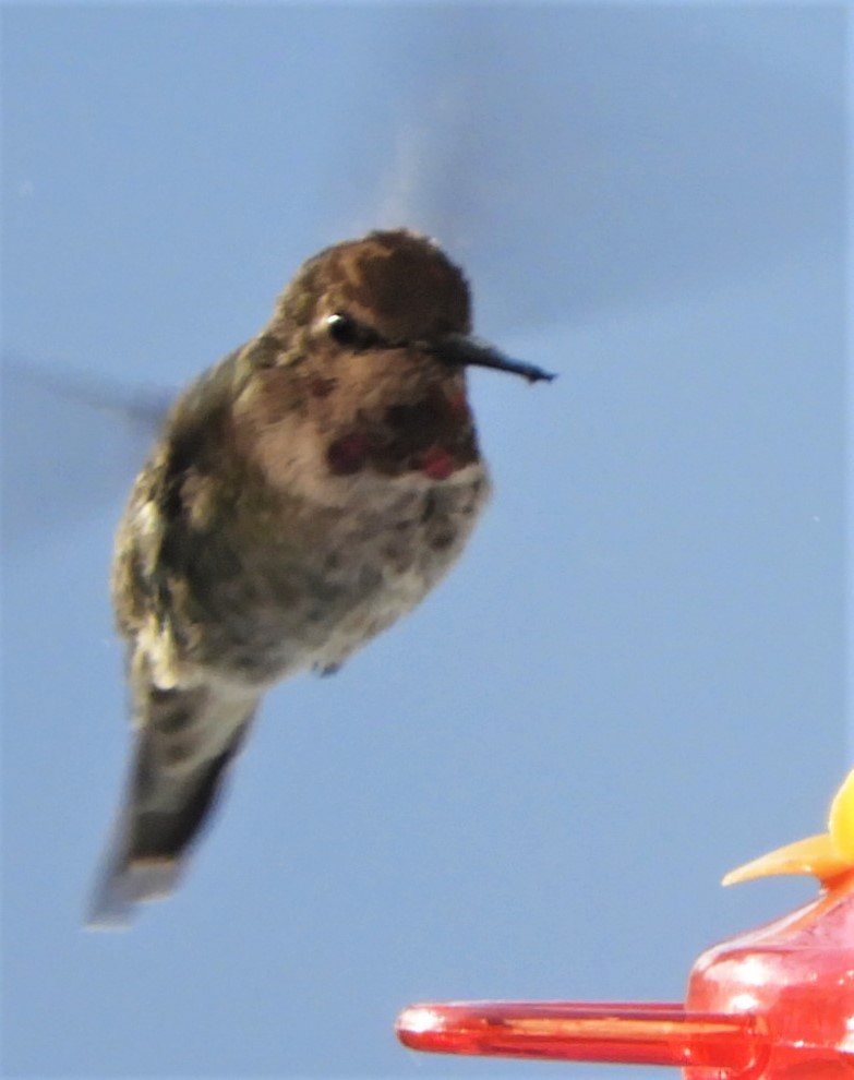 Anna's Hummingbird - ML187479891