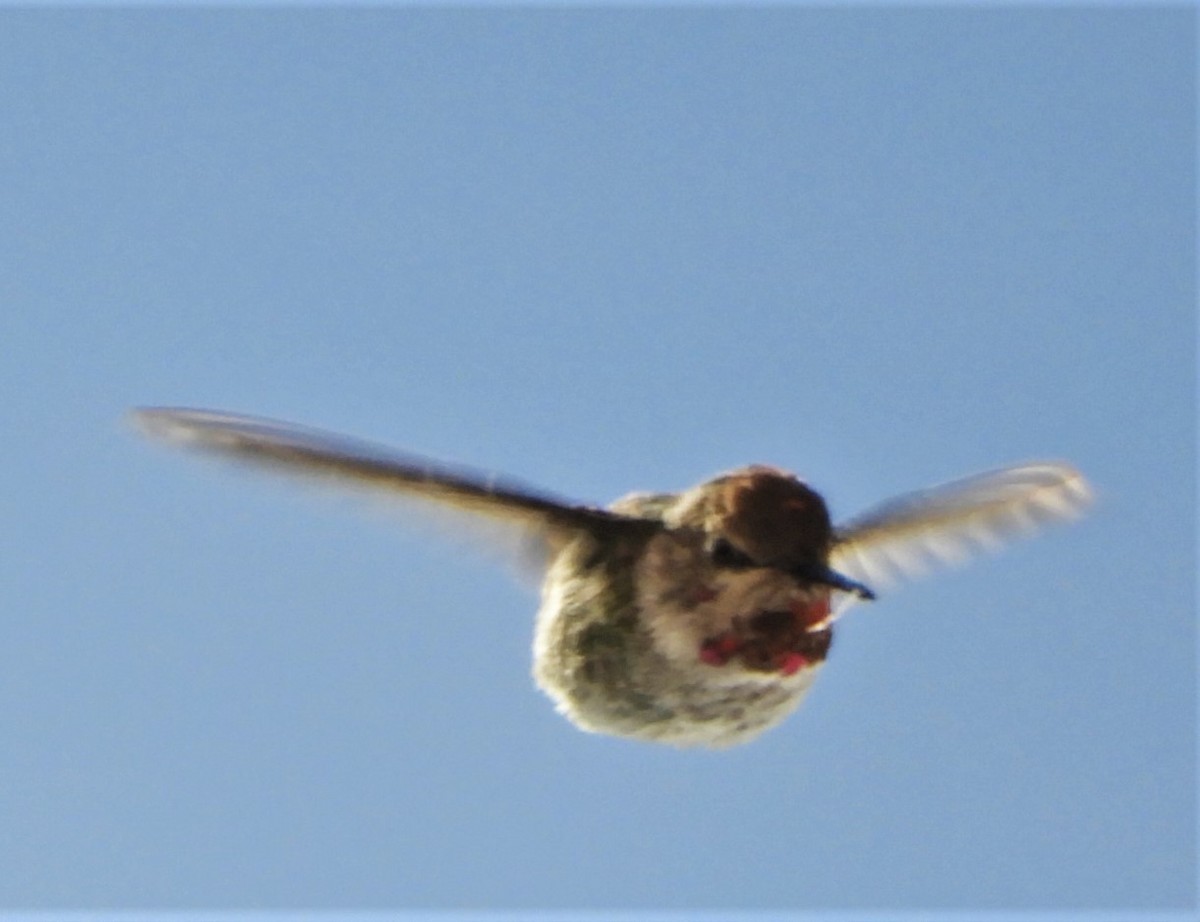 Anna's Hummingbird - ML187479901