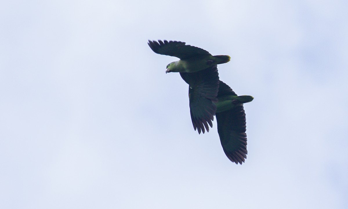 Scaly-naped Parrot - ML187480491