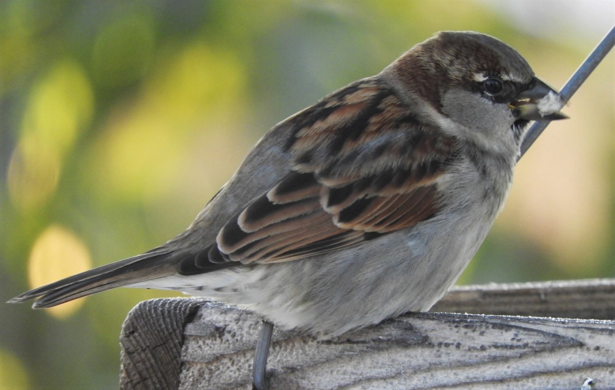 House Sparrow - ML187480591