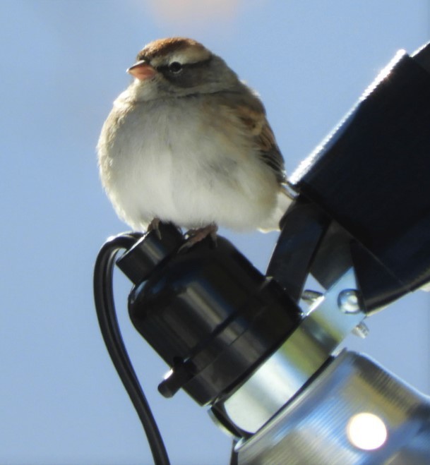 Chipping Sparrow - Paul McKenzie