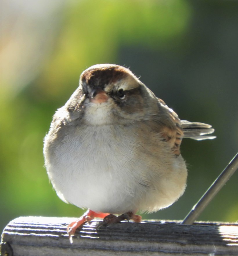 Chipping Sparrow - ML187480661
