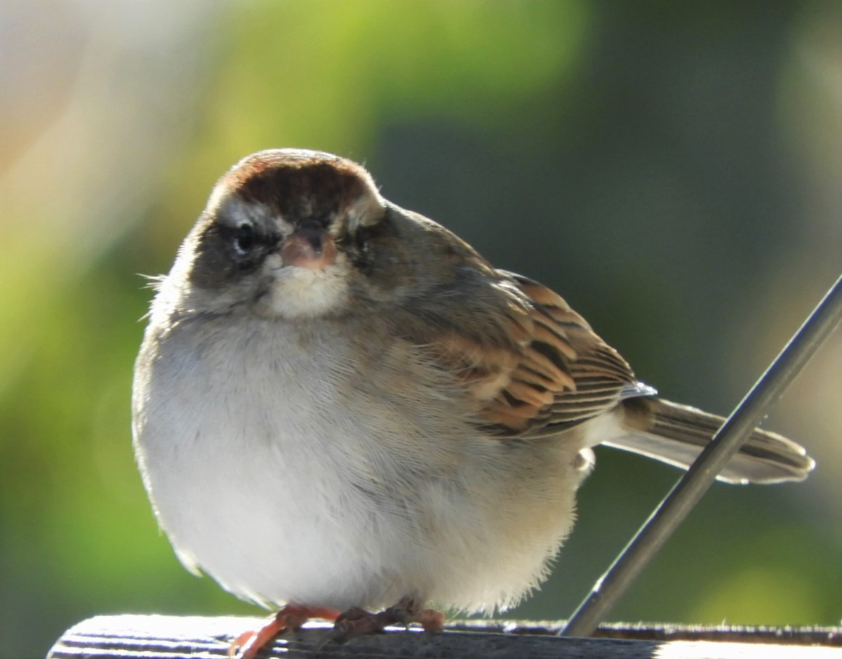 Chipping Sparrow - ML187480681
