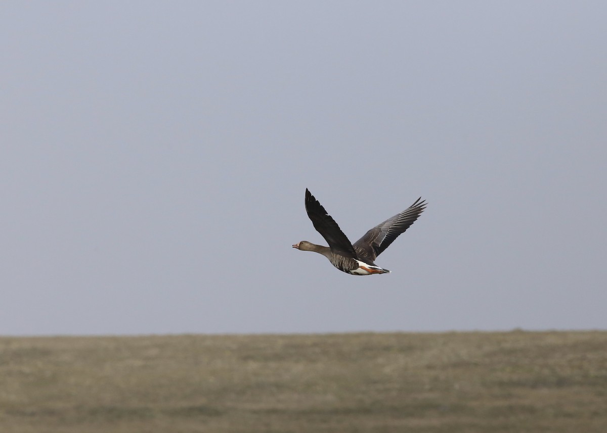 Greater White-fronted Goose - ML187481751