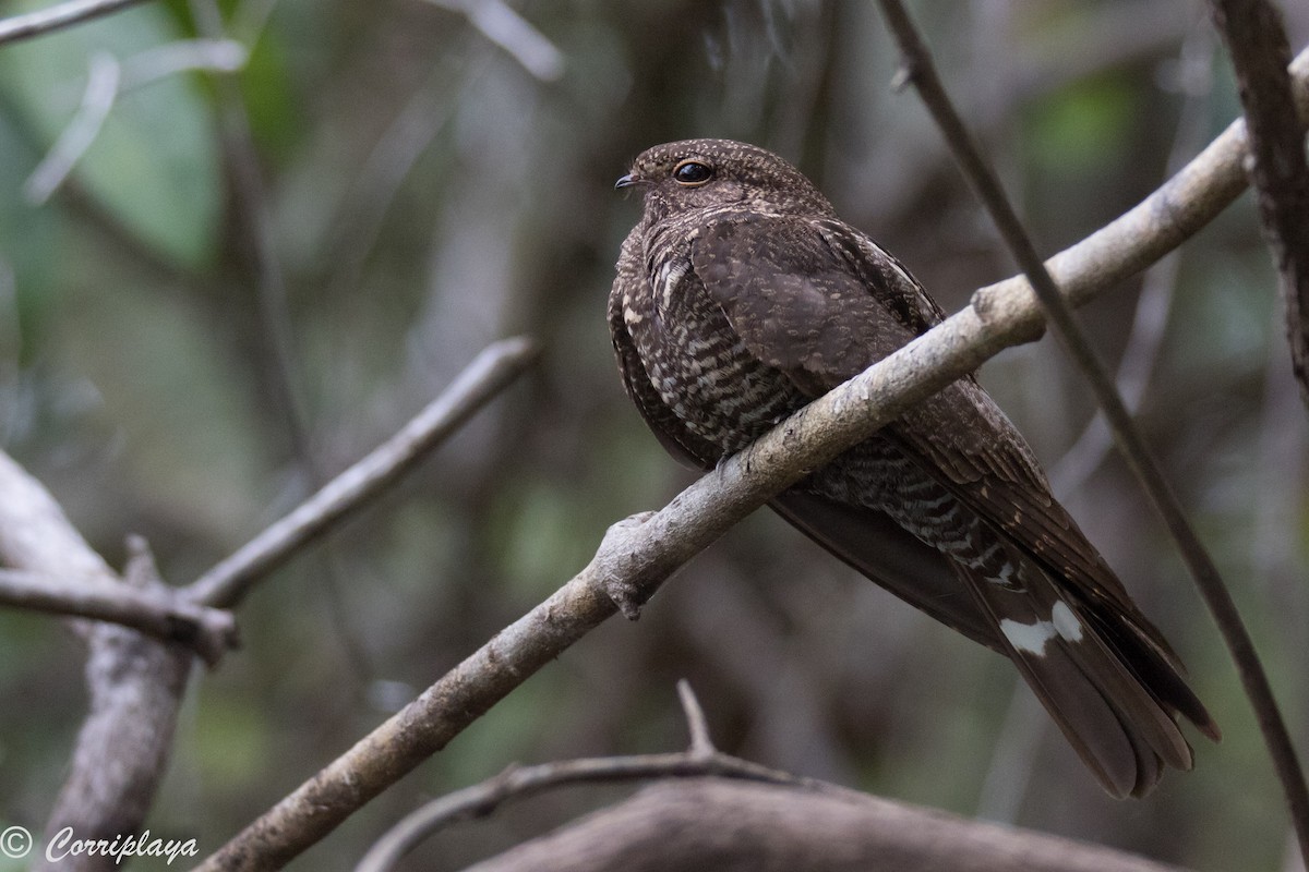 Band-tailed Nighthawk - Fernando del Valle