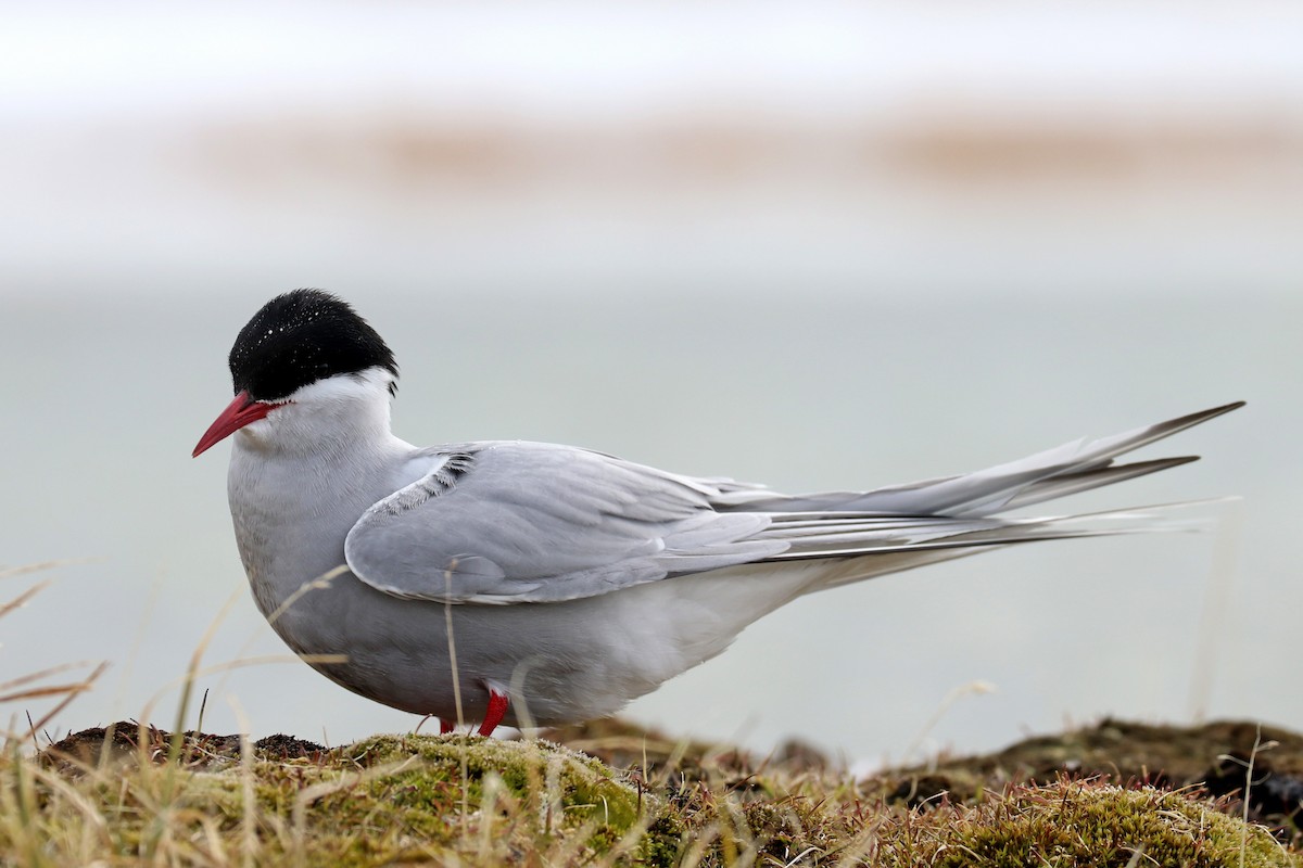 Arctic Tern - Shiloh Schulte