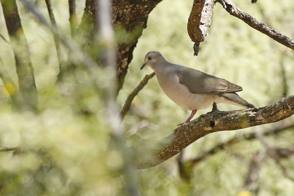 White-tipped Dove - Jorge Claudio Schlemmer