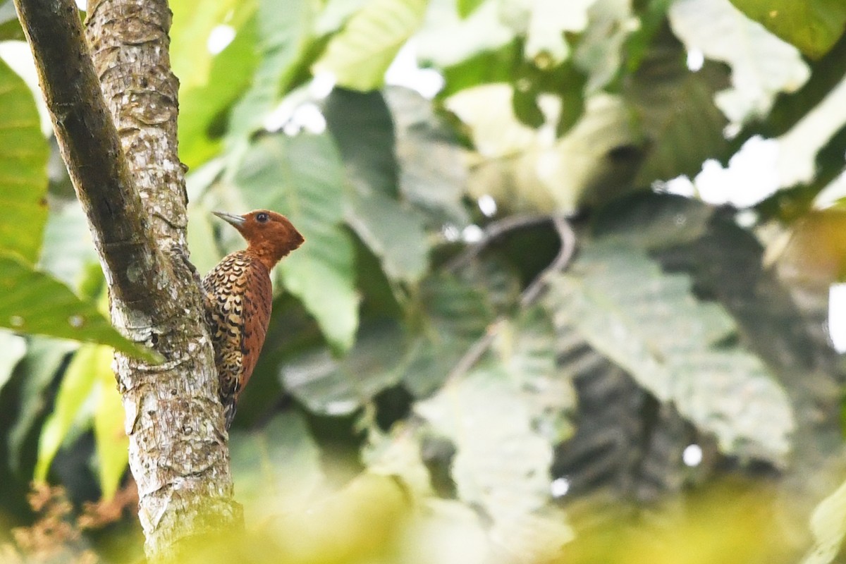 Cinnamon Woodpecker - ML187490591