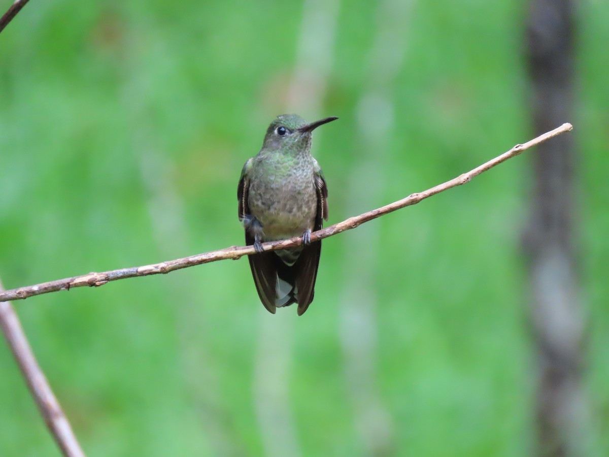 Scaly-breasted Hummingbird - ML187491351