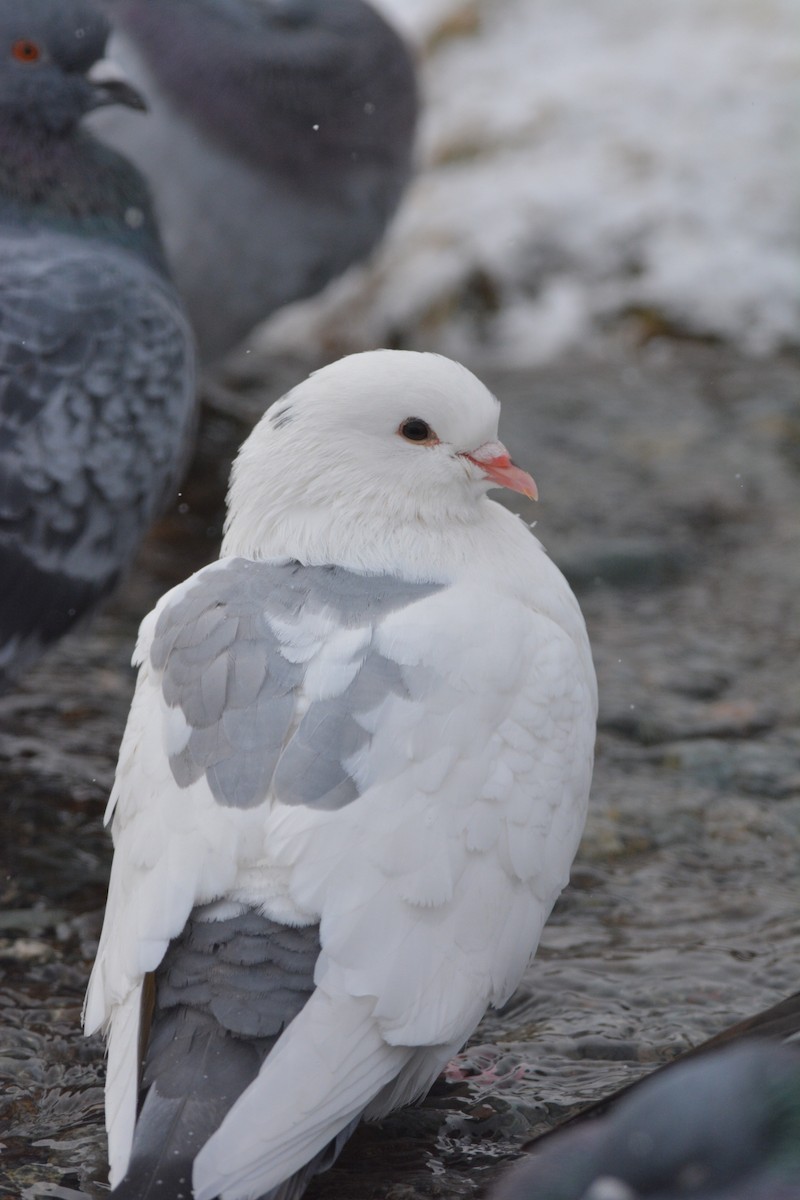 Rock Pigeon (Feral Pigeon) - ML187491701