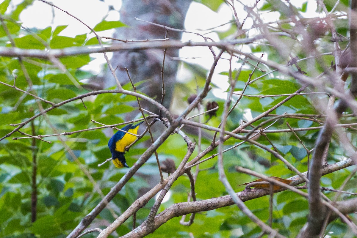 Yellow-crowned Euphonia - André Turcot