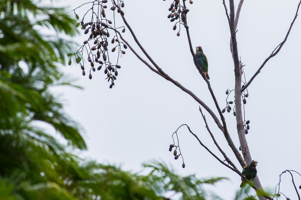 White-crowned Parrot - ML187492461