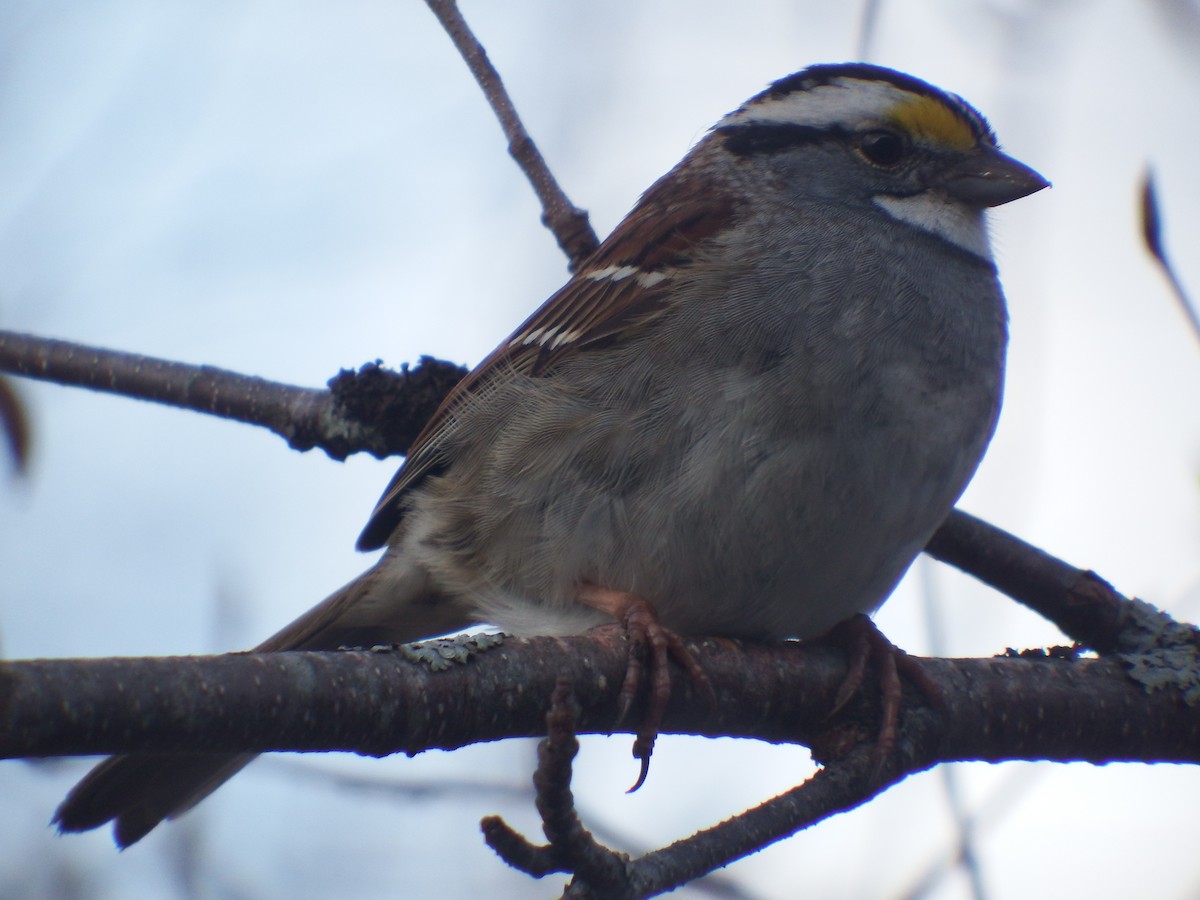White-throated Sparrow - Lewnanny Richardson