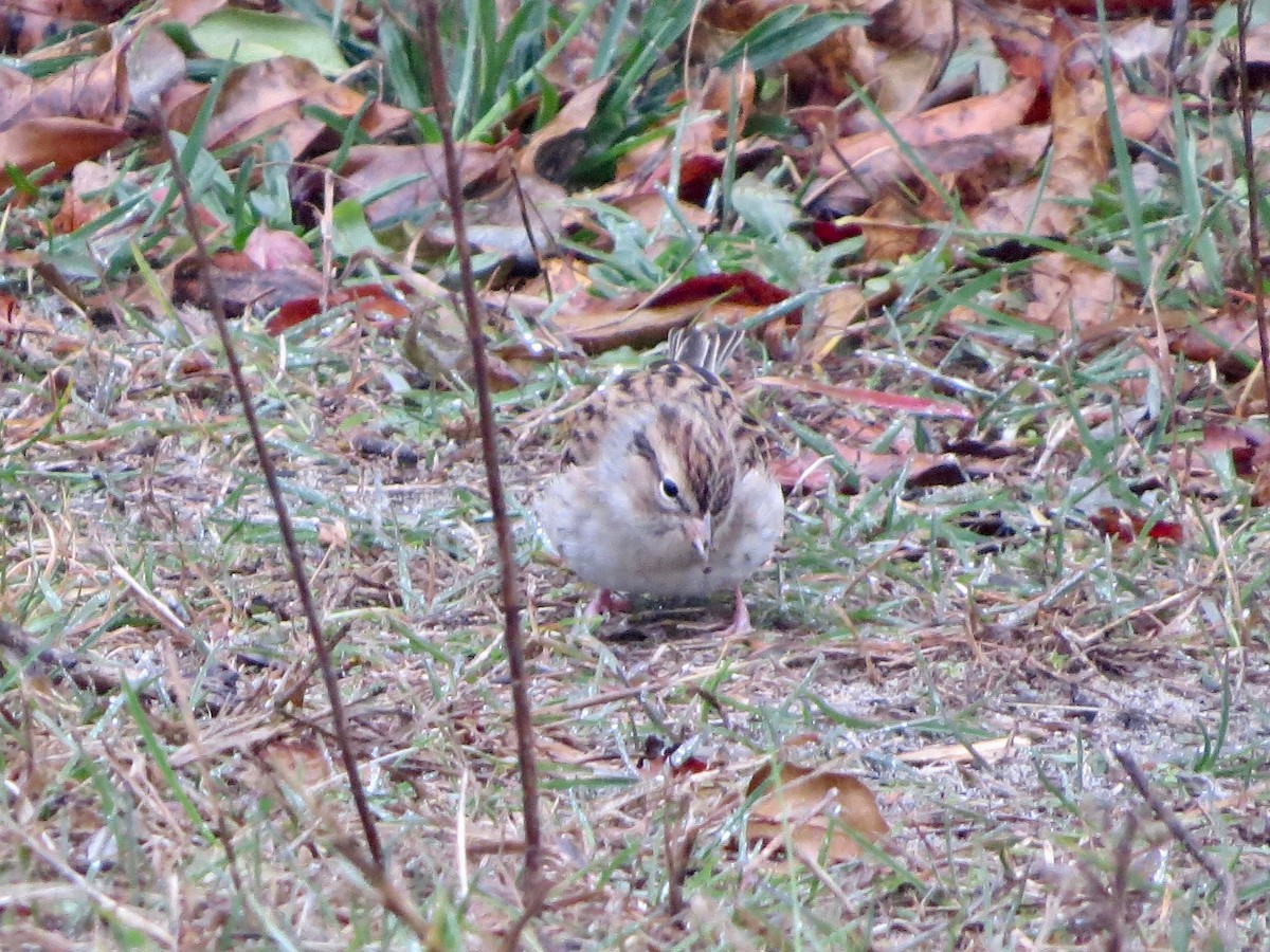 Chipping Sparrow - ML187496001