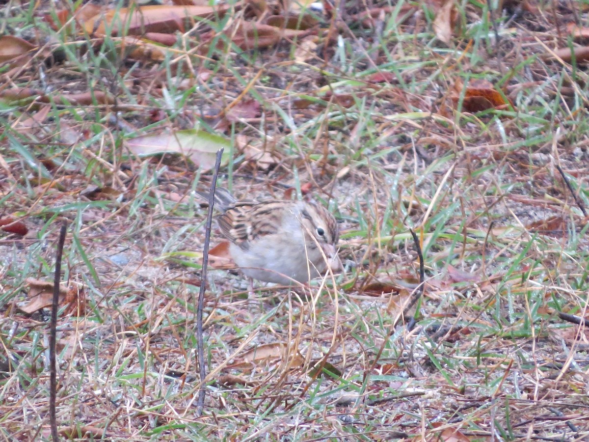 Chipping Sparrow - ML187496011