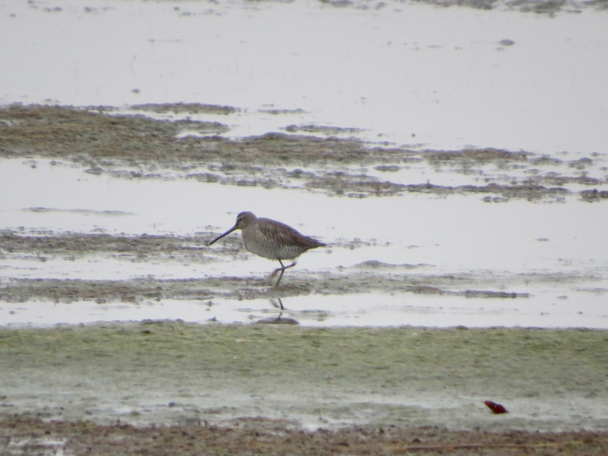 Long-billed Dowitcher - ML187496321