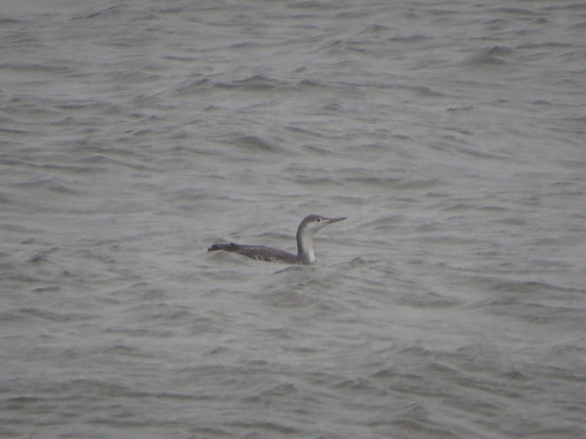 Red-throated Loon - ML187496341
