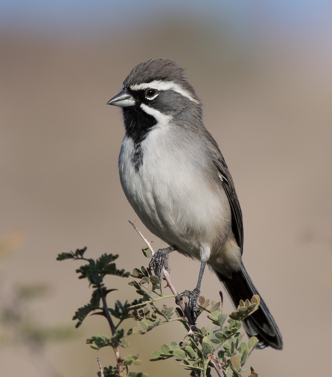Black-throated Sparrow - ML187496591
