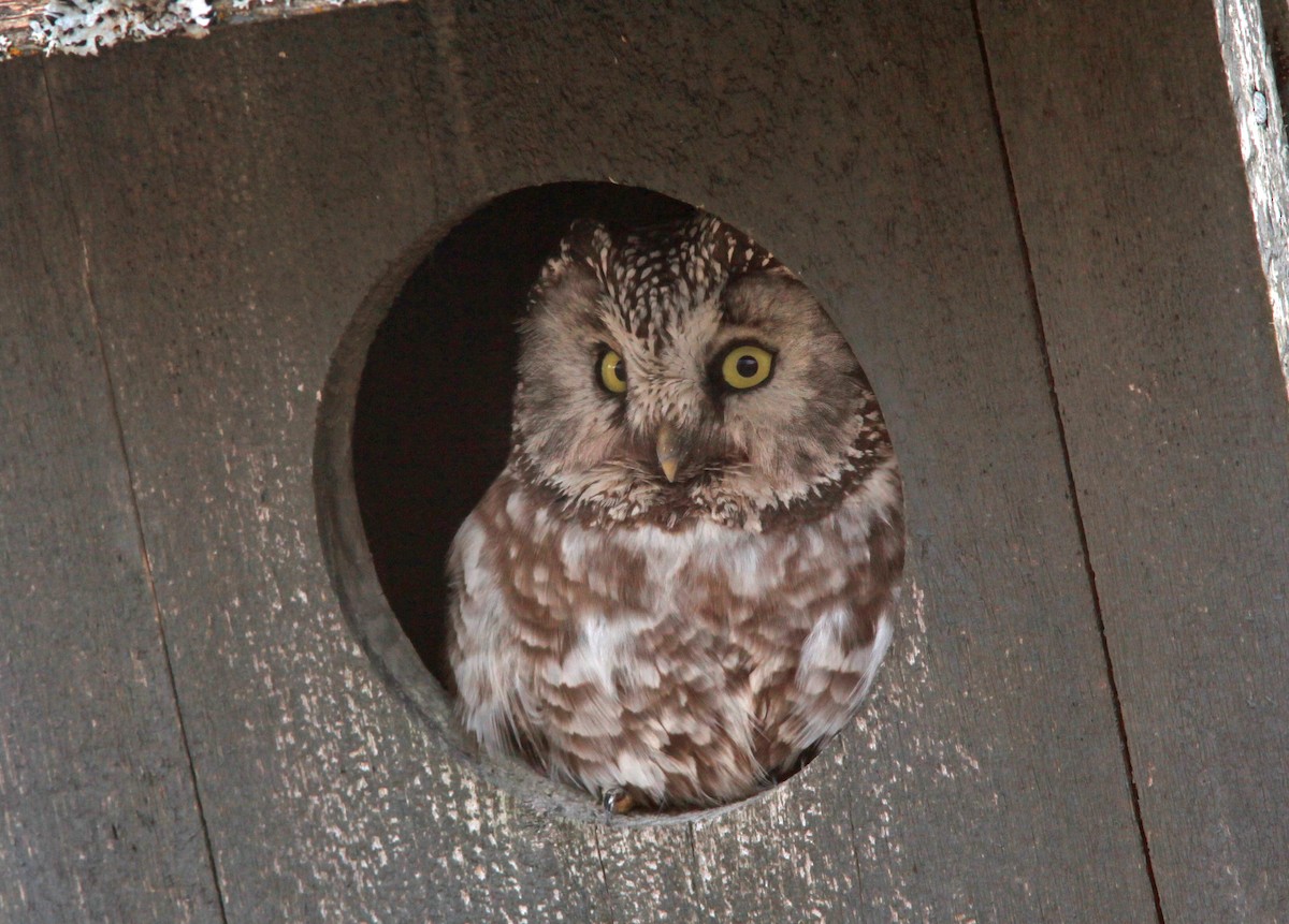 Boreal Owl - Raymond  Birkelund