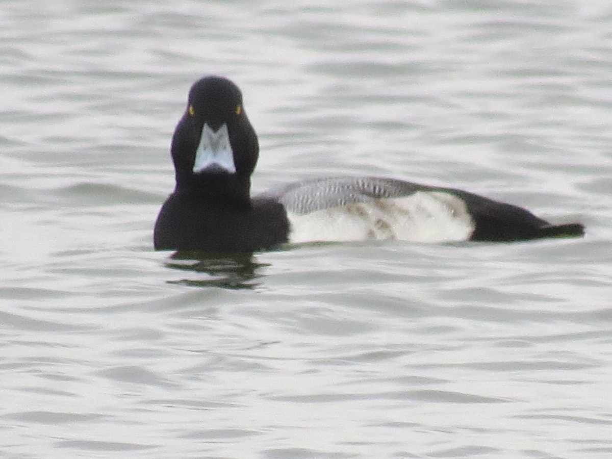 Greater Scaup - ML187501021