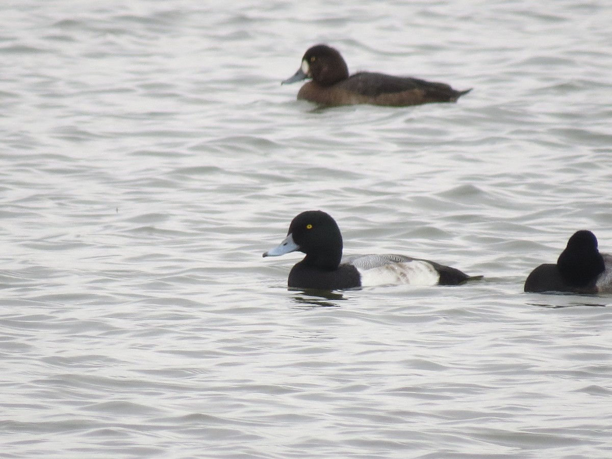 Greater Scaup - ML187501051