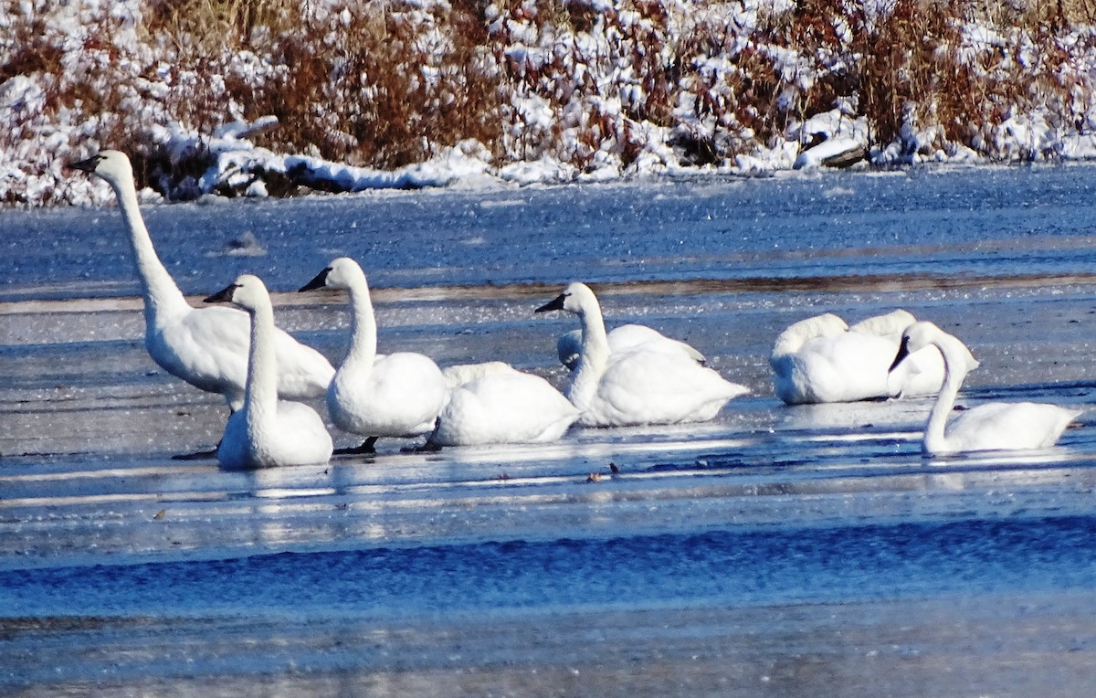 Tundra Swan - Peter  Dy-Liacco
