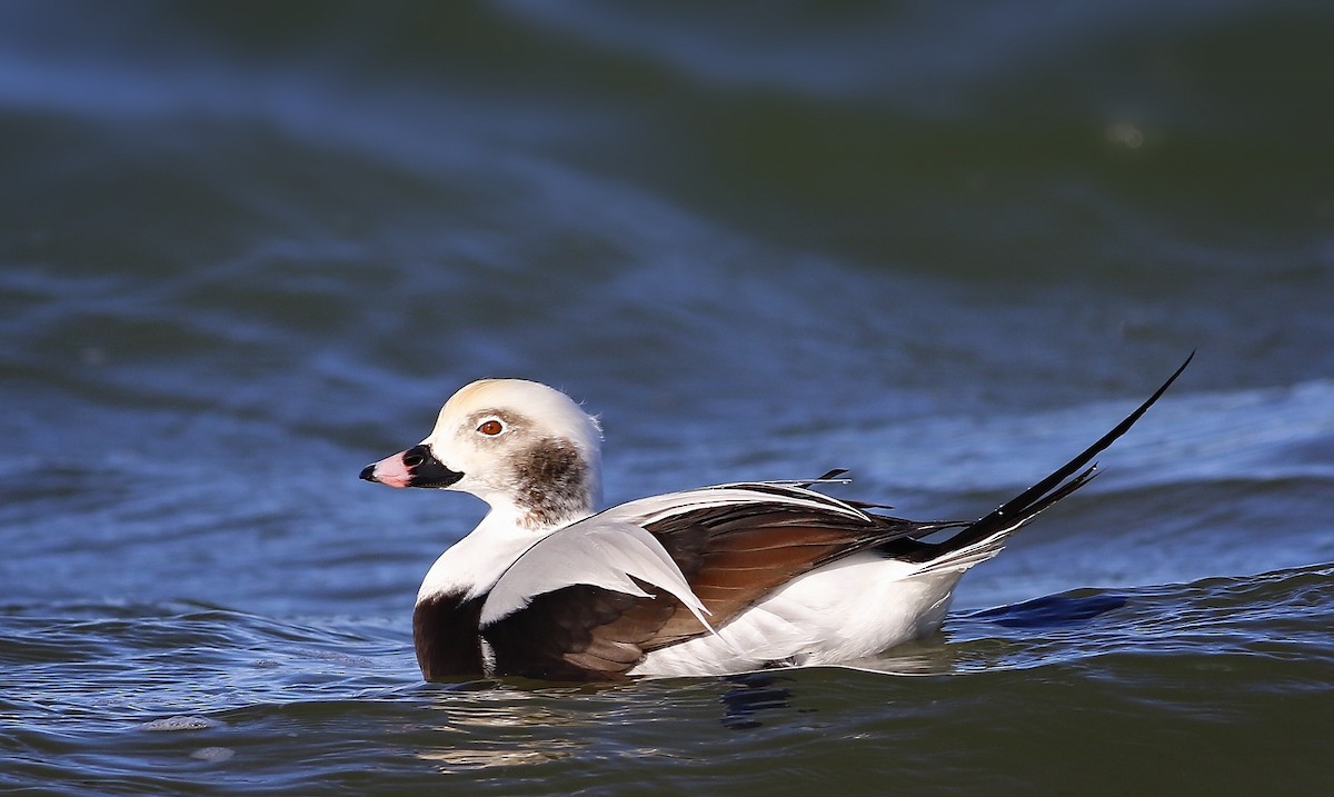 Long-tailed Duck - ML187502301