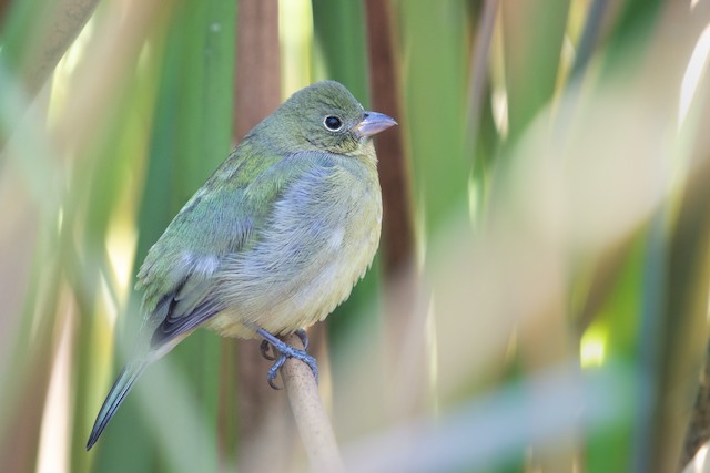 Painted Bunting