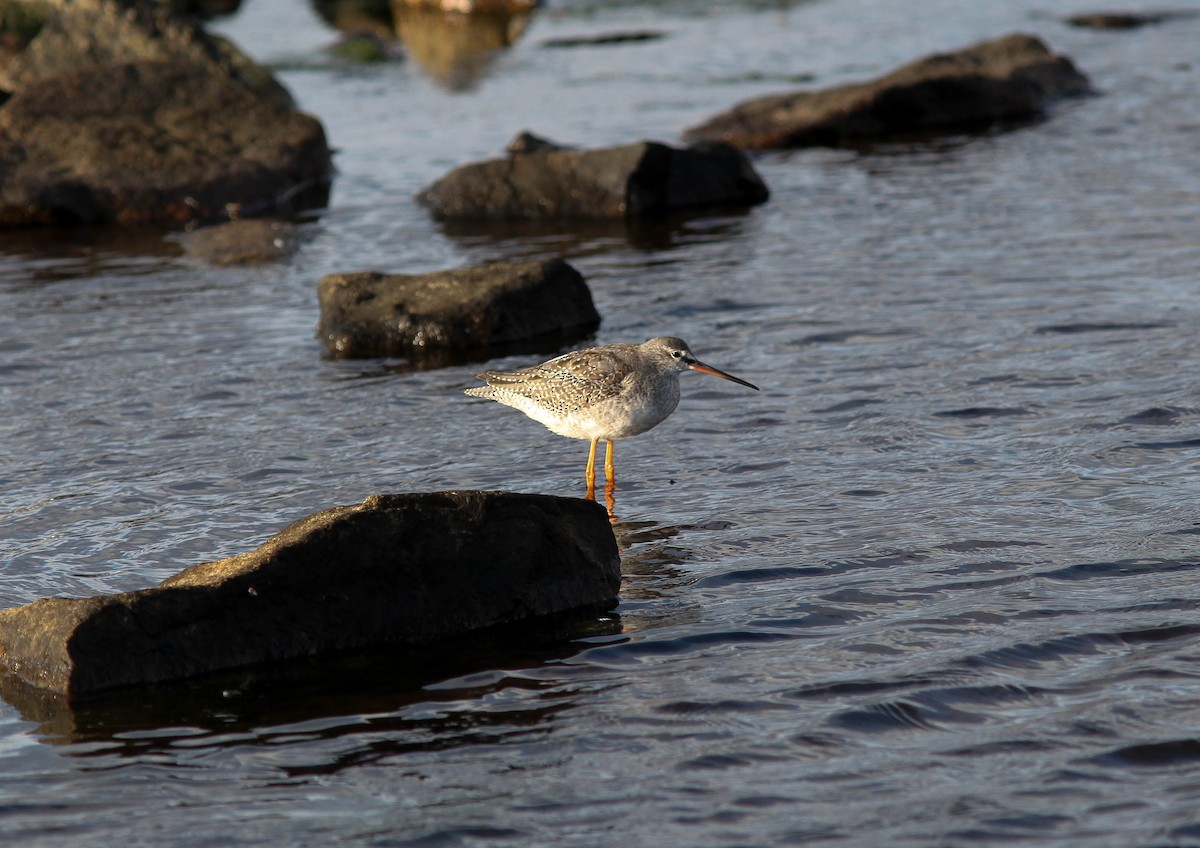 Spotted Redshank - ML187503751