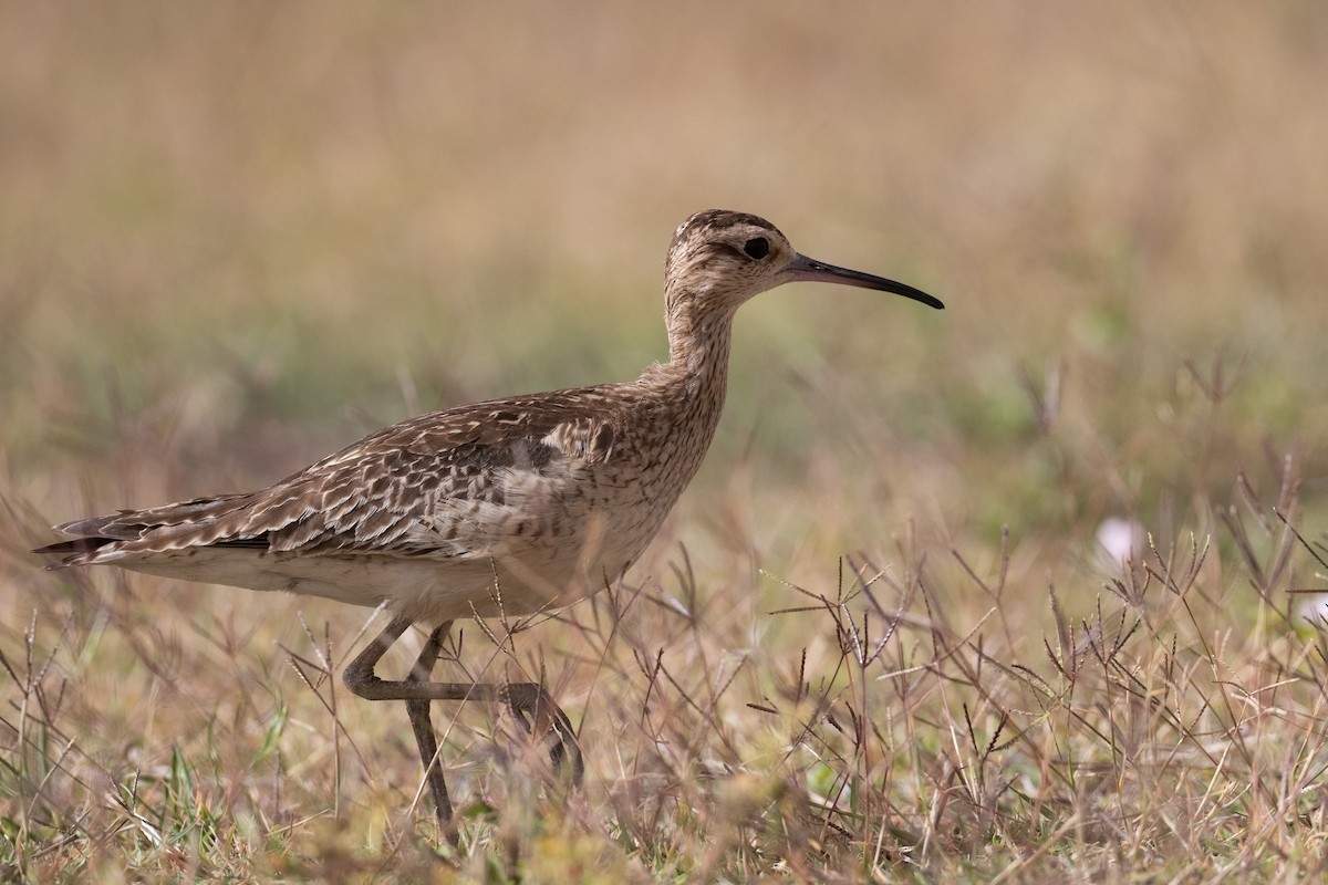 Little Curlew - ML187504451