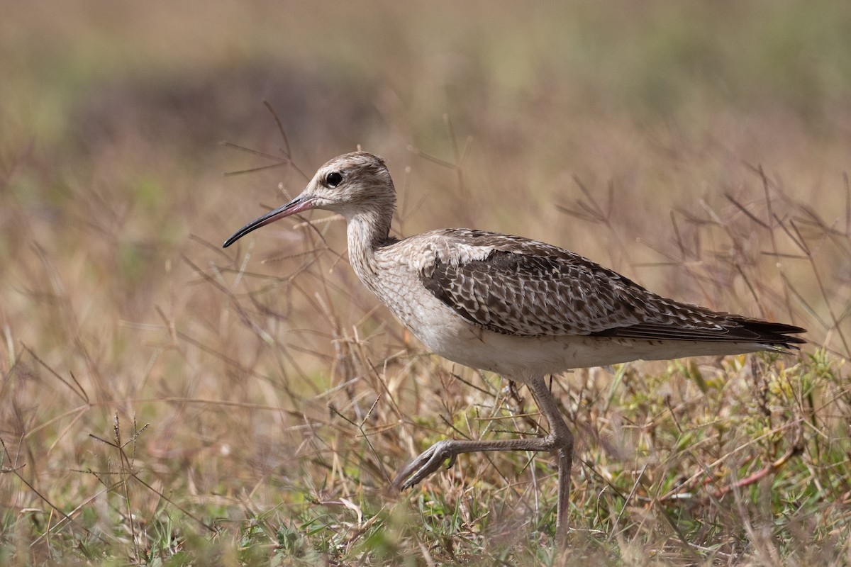 Little Curlew - ML187504461