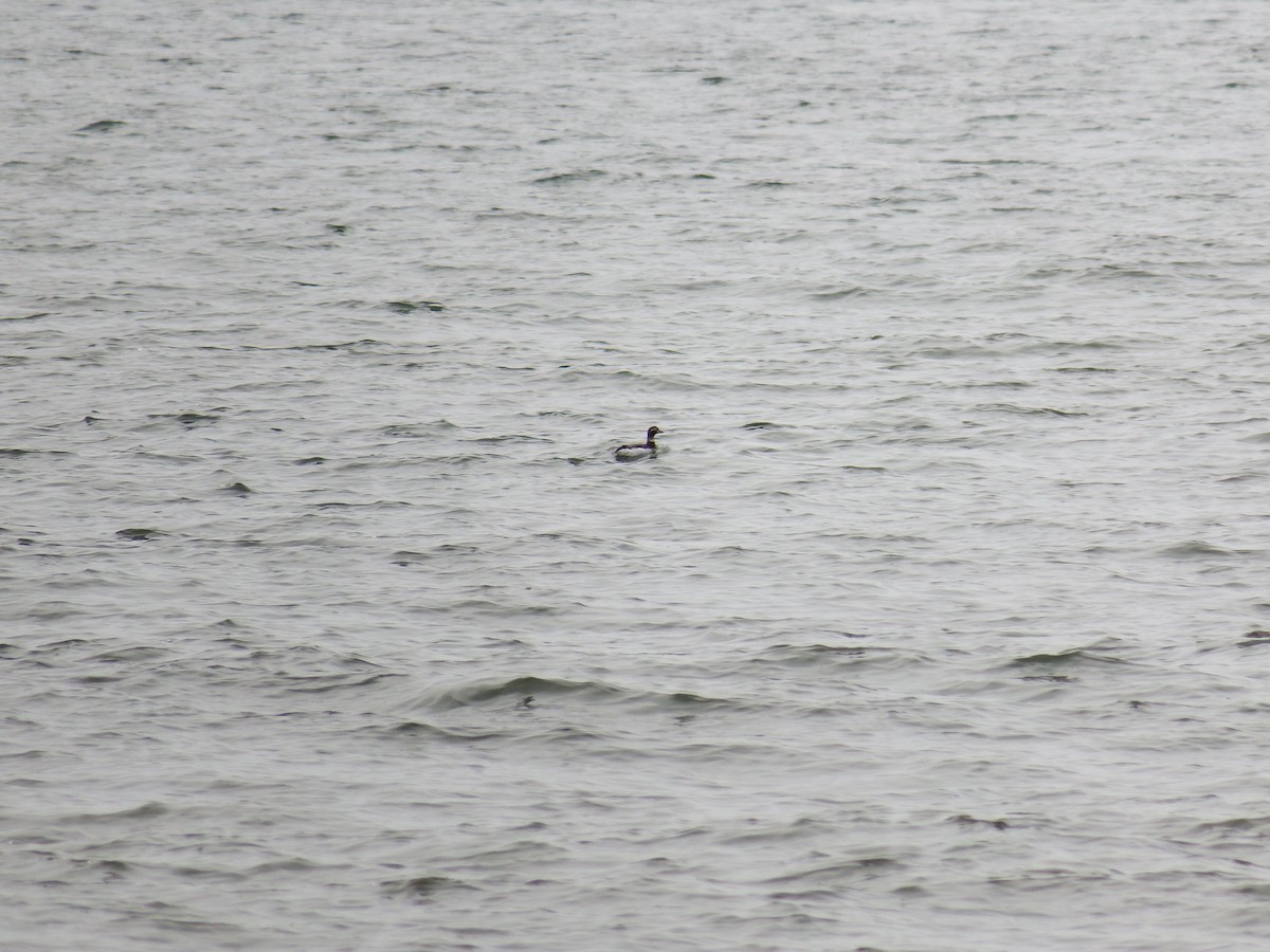 Long-tailed Duck - ML187506191
