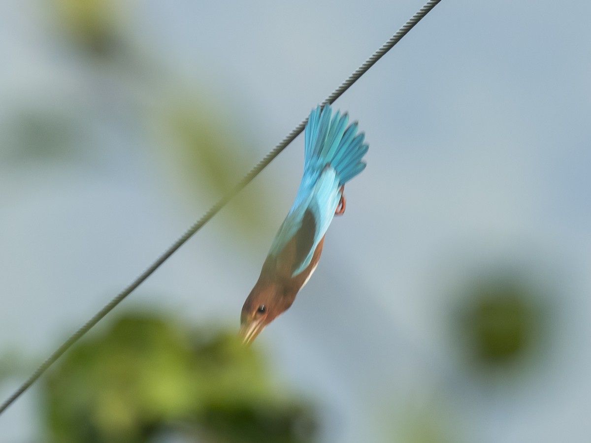 White-throated Kingfisher - Subhadra Devi