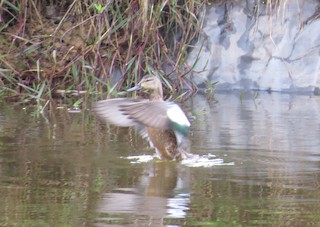 Blue-winged Teal, ML187506491